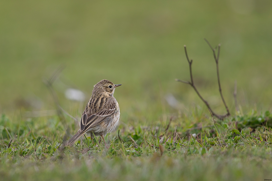 Meadow Pipit
